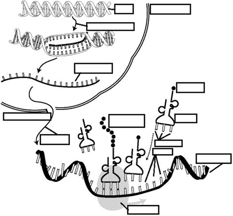 Protein Synthesis Diagram | Quizlet