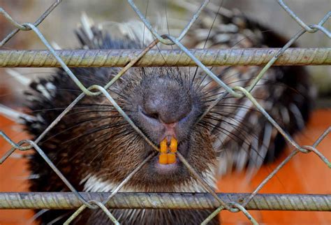 The North American Porcupine’s Teeth, Bite, And Jaw - Floofmania