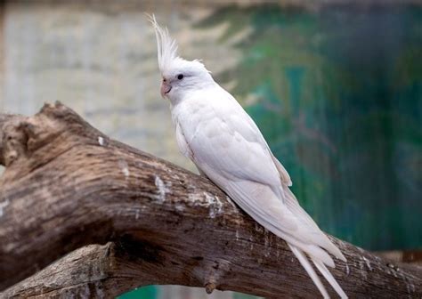 Diarrhea in Cockatiels: Vet-Approved Causes & Solutions | Hepper