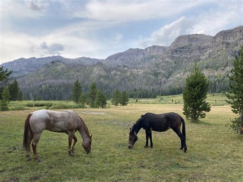 Wyoming wilderness elk hunting. — Graylight outfitters