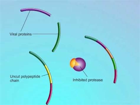 HIV: Mechanisms of Action of Protease Inhibitors (PIs) - YouTube