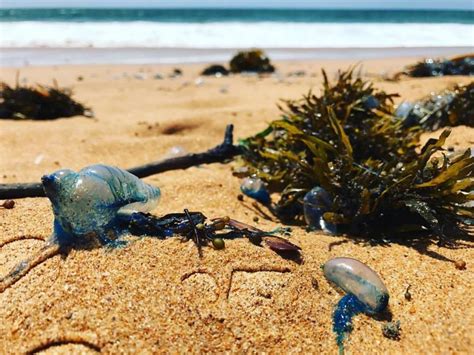 Blue Bottle - ClimateWatch Australia- Citizen Science App