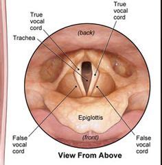 Arytenoid - - Yahoo Image Search Results Study, Studio