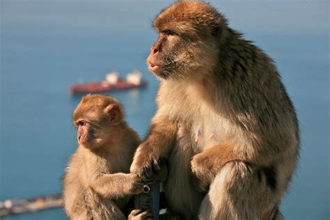 Monkey Call | Alex Proimos | Flickr