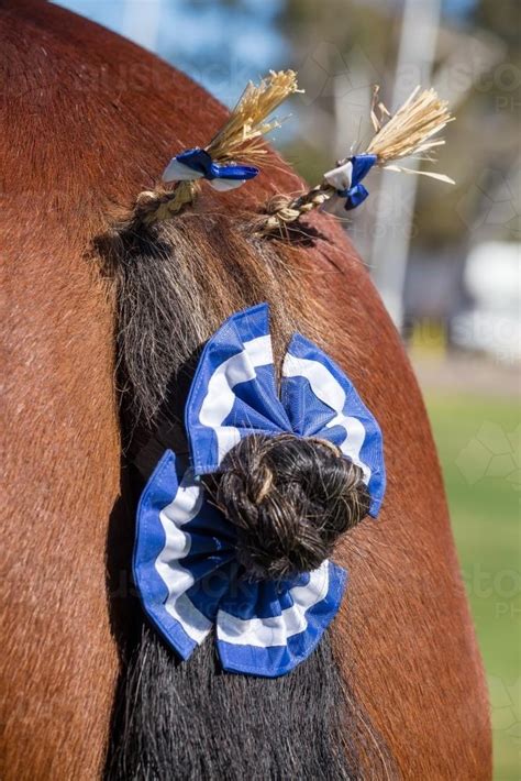 Image of The decorated tail of a Clydesdale horse - Austockphoto