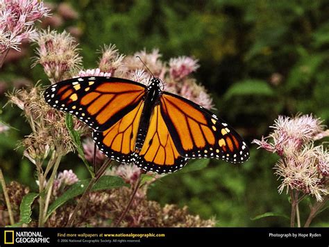 Monarch Butterfly Wallpaper - Animals Town