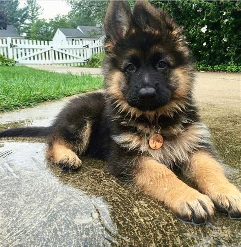 Things we all like about the courageous German Shepherd Puppies #germanshepherdsonline # ...