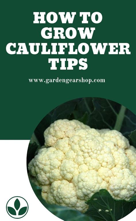 How To Grow Cauliflower (Planting Cauliflower) | Growing cauliflower, Cauliflower, Cauliflower plant