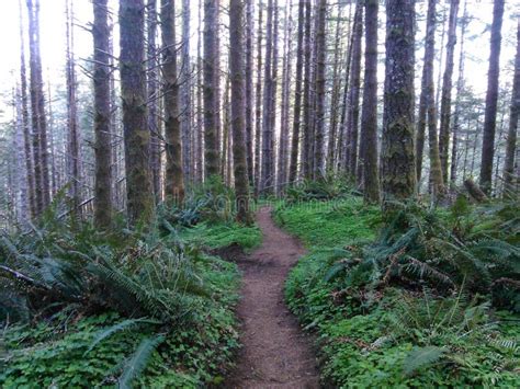 Hiking Trails in Oregon stock photo. Image of healthy - 119664278