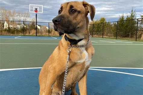 Cane Corso German Shepherd Mix: A Hybrid That Will Fascinate You