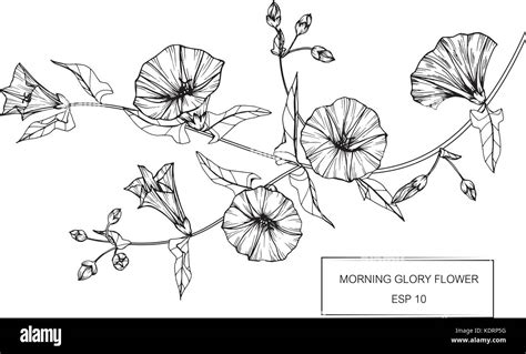 Envío entusiasta colchón morning glory flower drawing sufrimiento cubo navegación