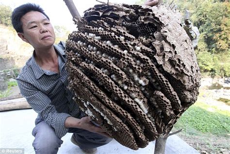 Killer hornets nest destroyed with FLAME THROWER by China's army ...