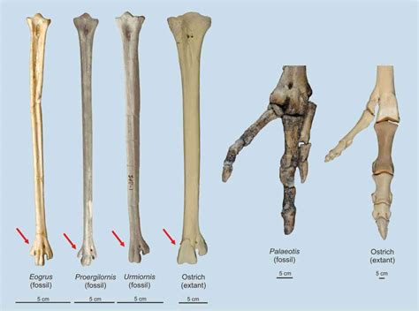 Ostrich evolution revealed | Senckenberg Society for Nature Research