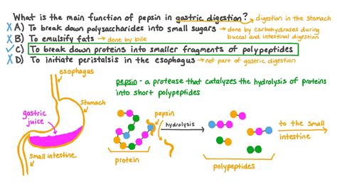 Question Video: Describing the Role of Pepsin in Gastric Digestion | Nagwa