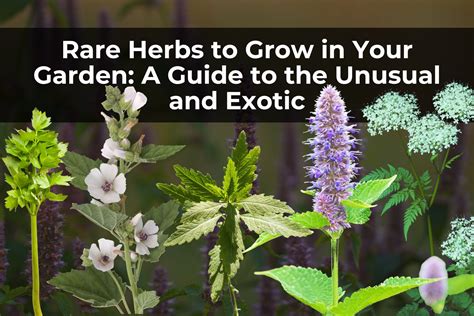 Rare Herbs to Grow in Your Garden: A Guide to the Exotic – Real Men Sow