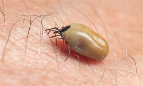 How to Spot Engorged Type of Ticks - AZ Animals