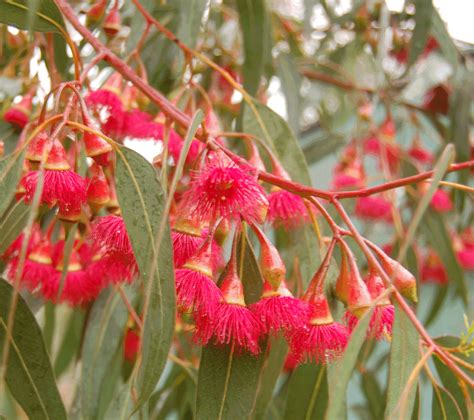 Red Flowering Yellow Gum (Eucalyptus Leucoxylon Rosea)