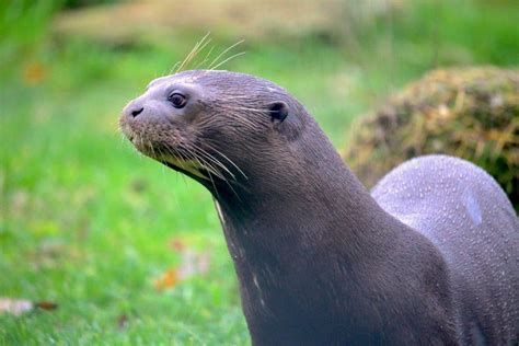 Funding enables giant otter conservation programme | Discover Animals