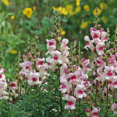 Antirrhinum Lucky Lips - Mr Middleton Garden Shop