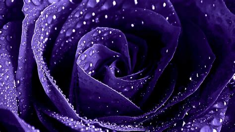 🔥 [75+] Purple Roses Wallpapers | WallpaperSafari