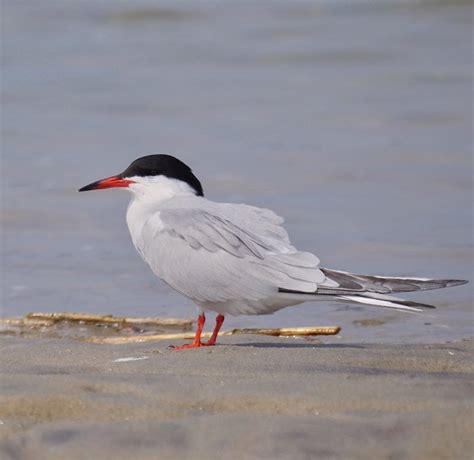 Common Tern in breeding plumage : birding