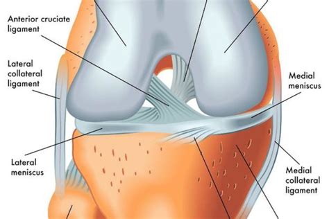 Torn Meniscus – Anatomy and Causes (Video) - Town Center Orthopaedics