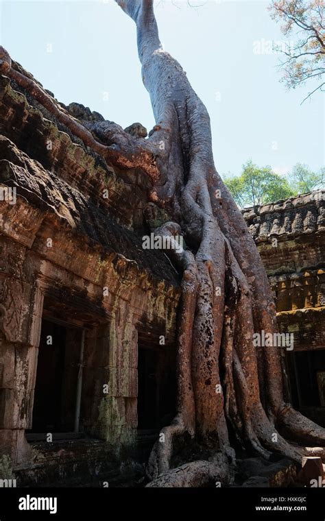 Ta Prohm temple Stock Photo - Alamy