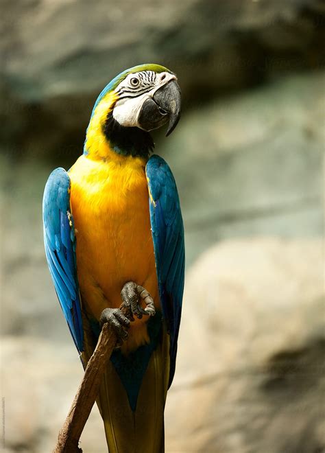 "The Magnificent Colours Of The Tropical Macaw Bird" by Stocksy ...