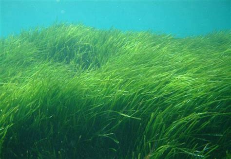 Posidonia, the lung of the Mediterranean | Medwet