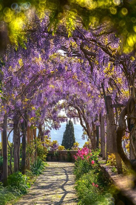 The enchanted garden, Flowers, BERNHARD HARTMANN · Art photographs · YellowKorner