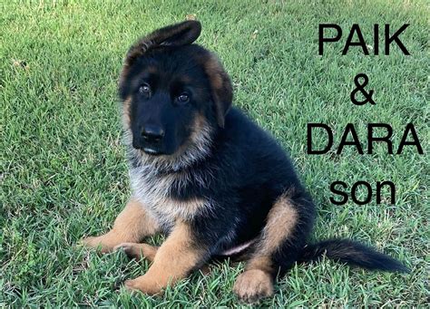 German Shepherd Dog Puppies For Sale