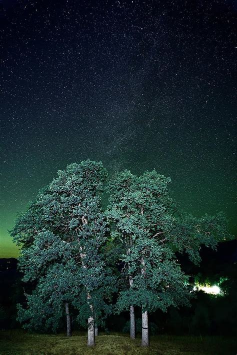 Trees Stars and Solitude Photograph by Frozen in Time Fine Art ...