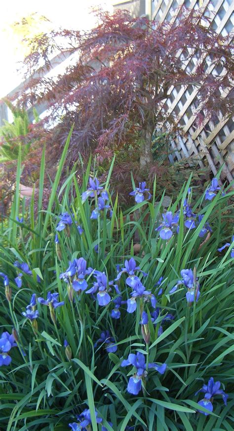 Japanese Iris | Japan garden, Memorial garden, Trees to plant