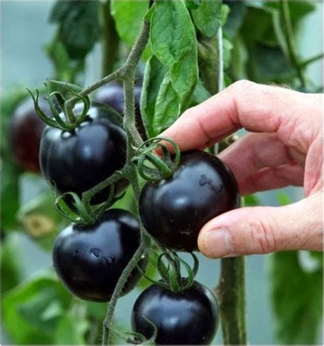 Organic Black tomatoes. kumato tomato Seeds - Slicing tomato - SPANISH Heirloom | Organic ...