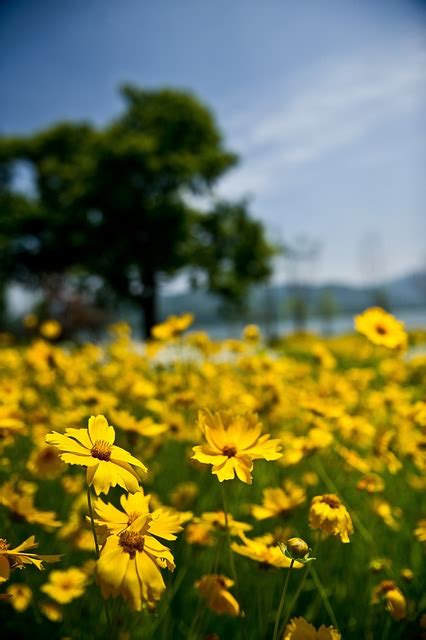 Flor Flores Amarillas Primavera - Foto gratis en Pixabay - Pixabay