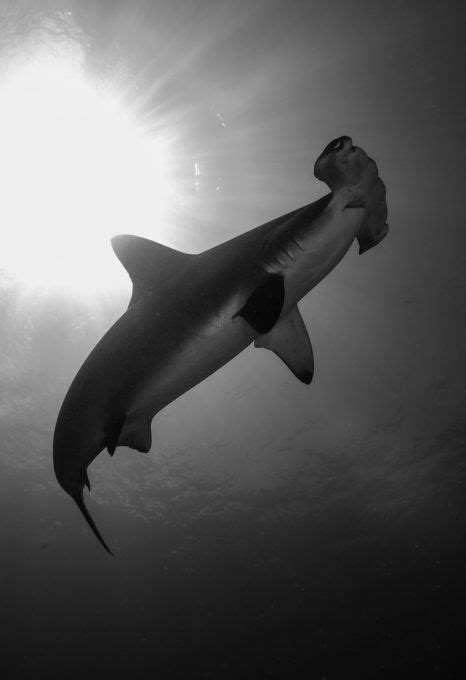 Protecting tomorrow: conserving hammerhead sharks in Costa Rica - oceanographic | Shark habitat ...