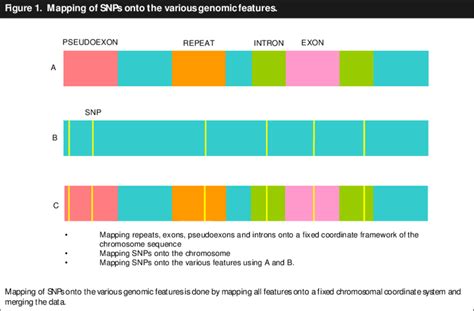 Mapping of SNPs onto the various genomic features. | Download ...