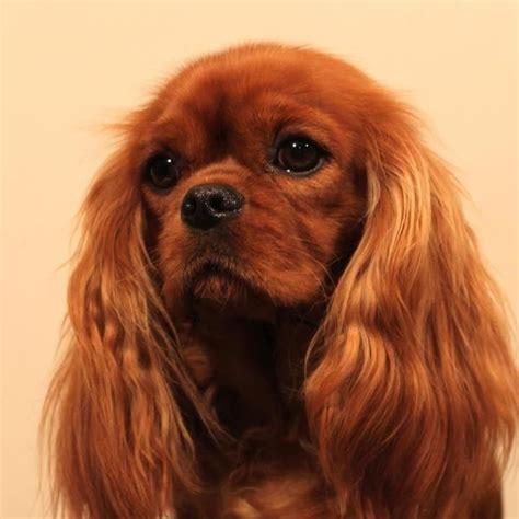 Ruby cavalier like my Rudy | Cavalier king charles, Cavalier king ...