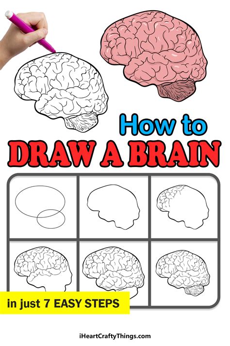 Brain Drawing - How To Draw A Brain Step By Step