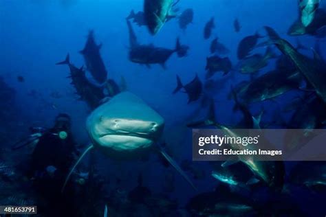 19 Ganges Shark Stock Photos, High-Res Pictures, and Images - Getty Images