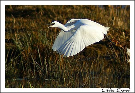 Little Egret Flying | Another shot of the Little Egret. | Tim Phillips ...