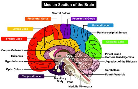 Brain Cross Section Diagram Labeled