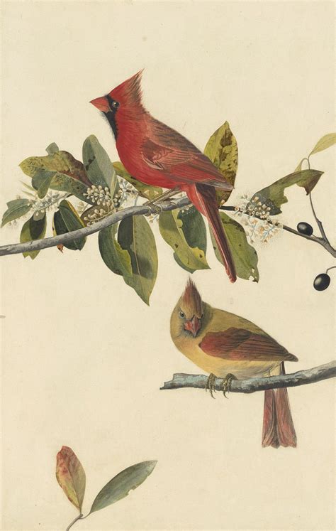 John James Audubon, Northern Cardinal (Cardinalis cardinalis), Study for Havell pl. 159, 1822 ...