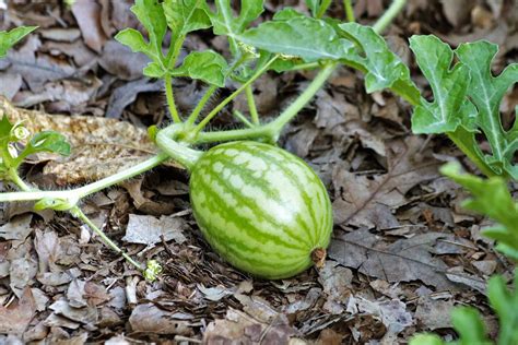 Baby Watermelon Free Stock Photo - Public Domain Pictures