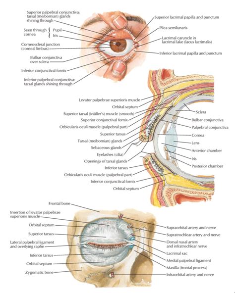Eye Health, Health Info, Nerve Anatomy, Human Skeletal System, Eye Facts, Arteries And Veins ...
