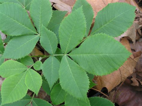 Native Trees of Indiana River Walk