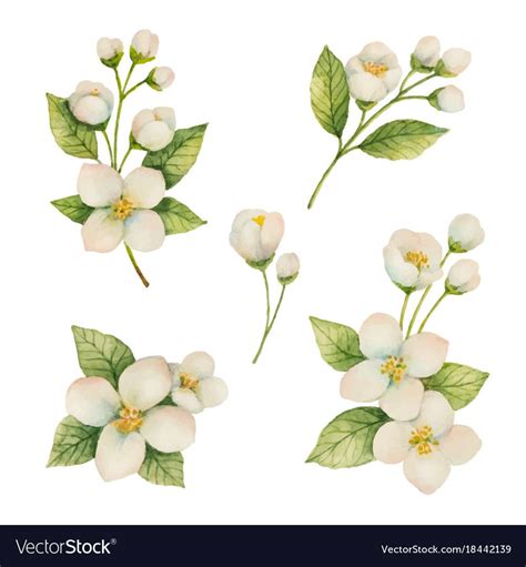 Watercolor set of flowers and branches Jasmine isolated on a white background. Floral ...