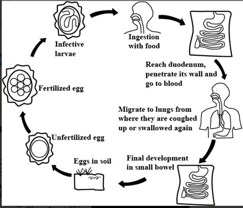 Ascaris Lumbricoides Life Cycle