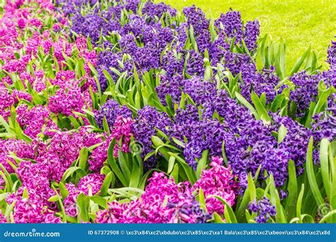 Flower Strips Of Hyacinth In The Park At Keukenhof Stock Photo - Image ...