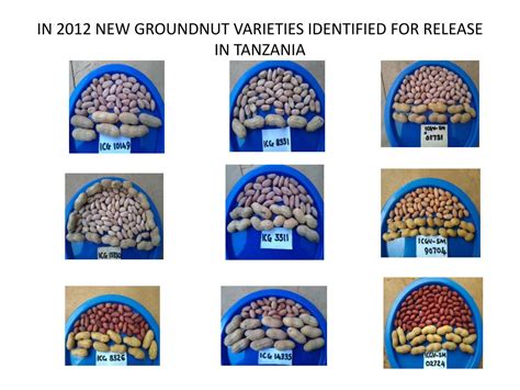 PPT - Groundnut Varieties Improvement for Yield and Adaptation, Human Health, and Nutrition ...